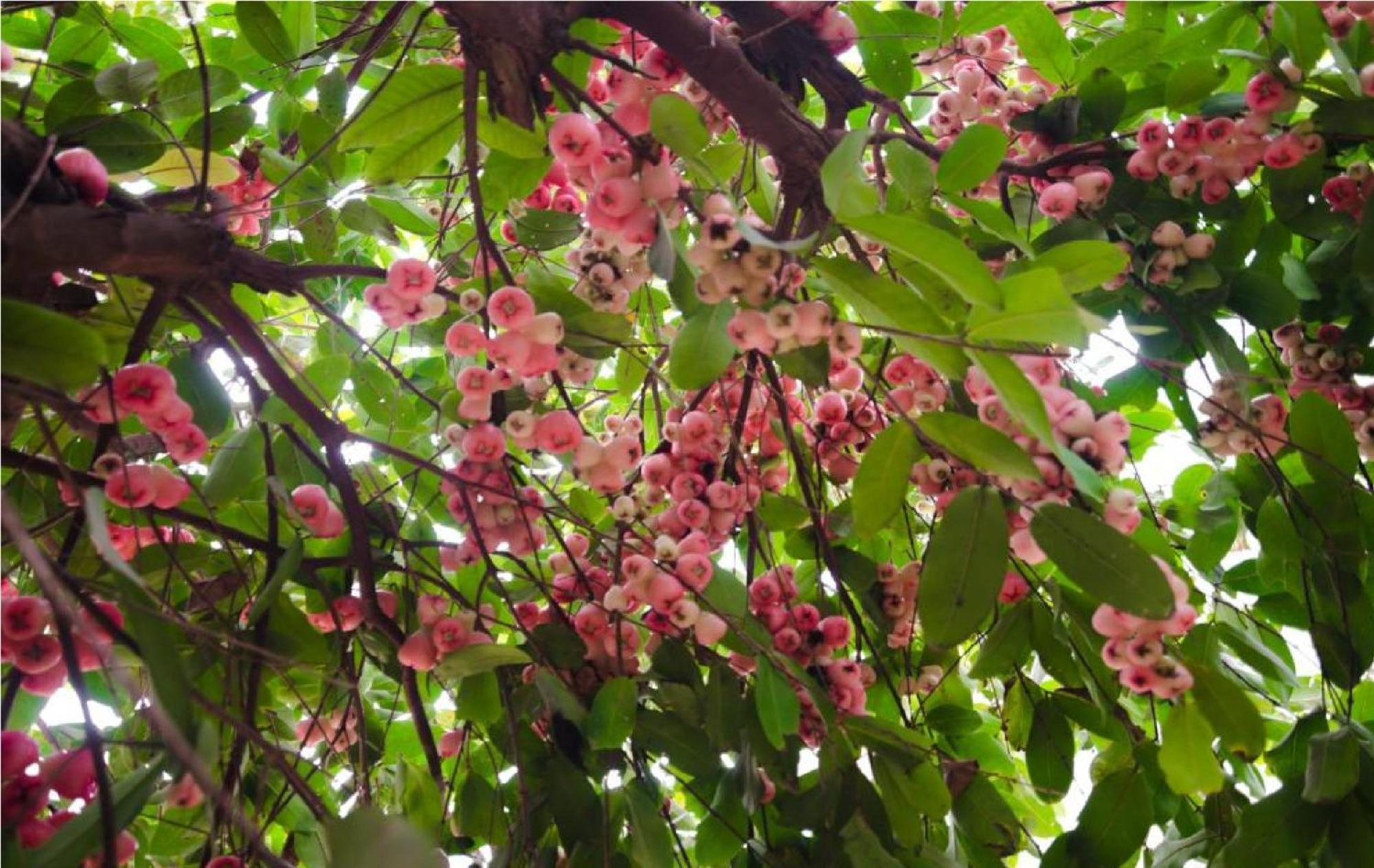 Riverside Plum Garden Villa Hoi An Esterno foto