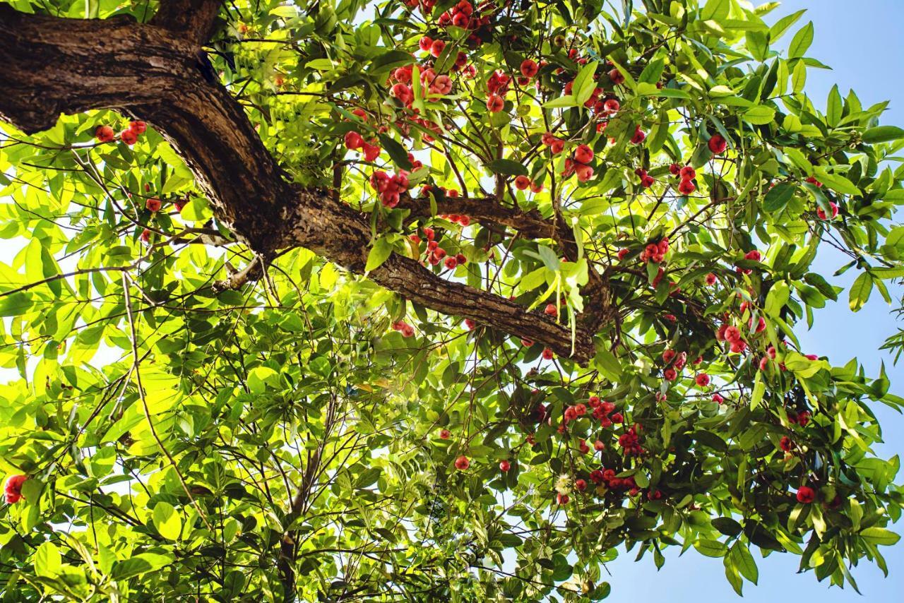 Riverside Plum Garden Villa Hoi An Esterno foto