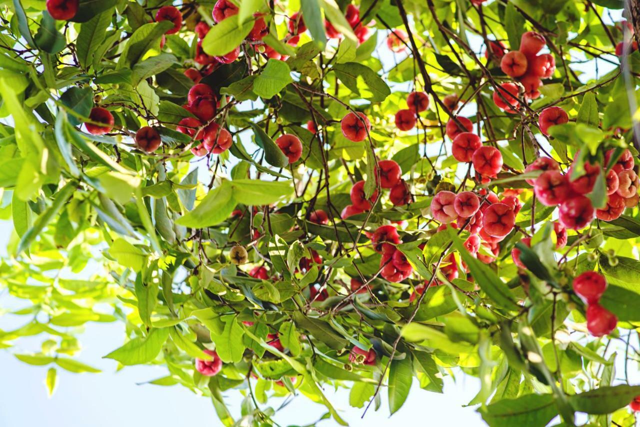 Riverside Plum Garden Villa Hoi An Esterno foto