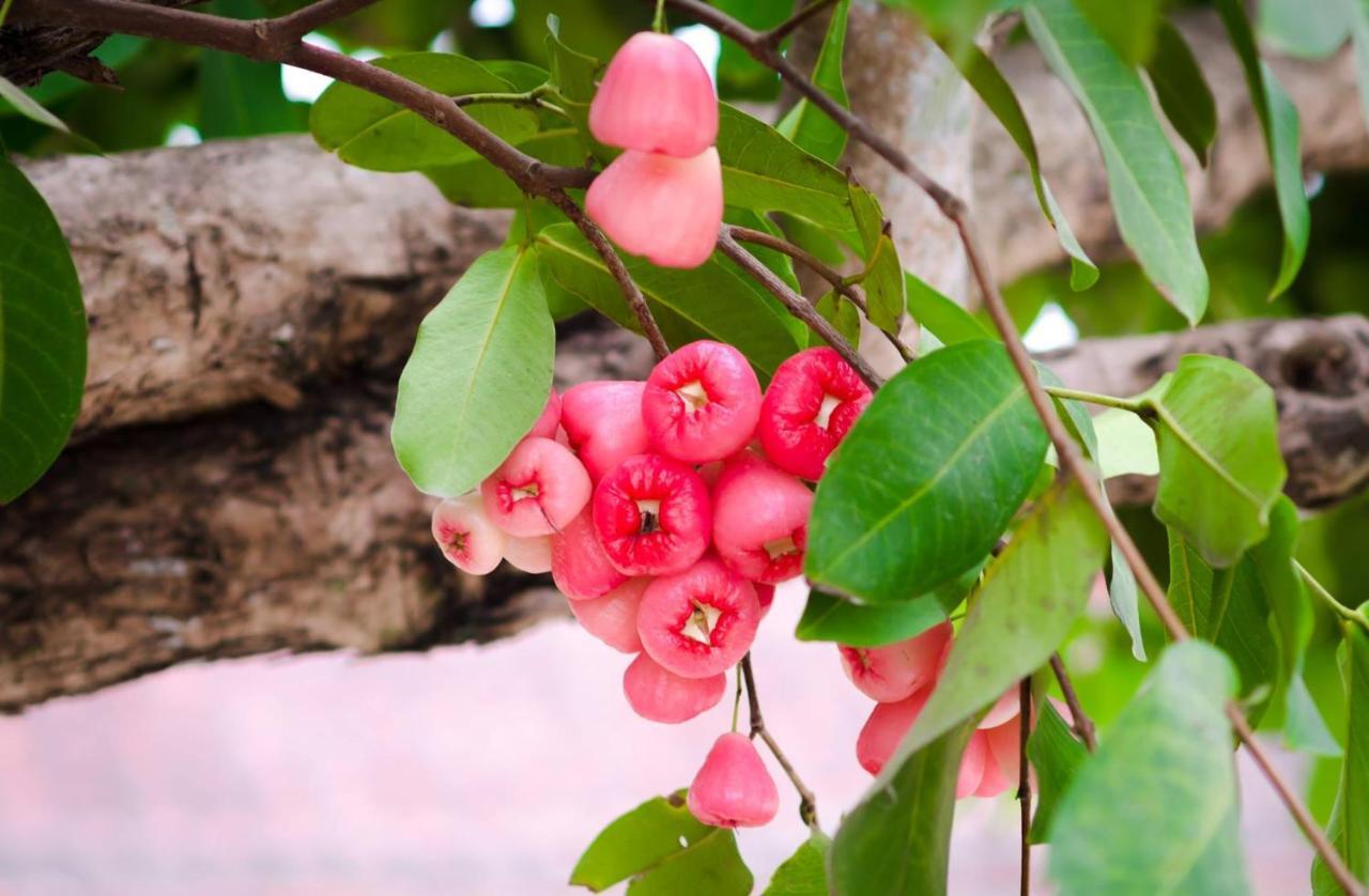 Riverside Plum Garden Villa Hoi An Esterno foto